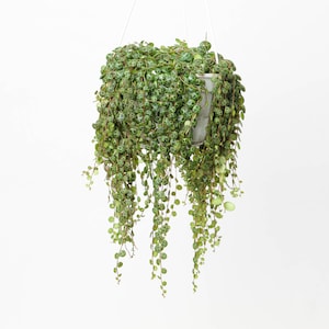May include: A hanging plant with trailing green leaves in a white pot. The leaves are small and round with a light green pattern.