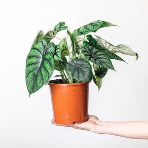 Alocasia 'Écailles de dragon'