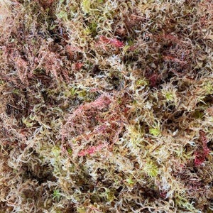 May include: Close-up of sphagnum moss, a natural material with a mix of colours. The moss features a blend of light green, beige, and reddish-pink hues. The texture is dense and fibrous, with many small strands and pieces.