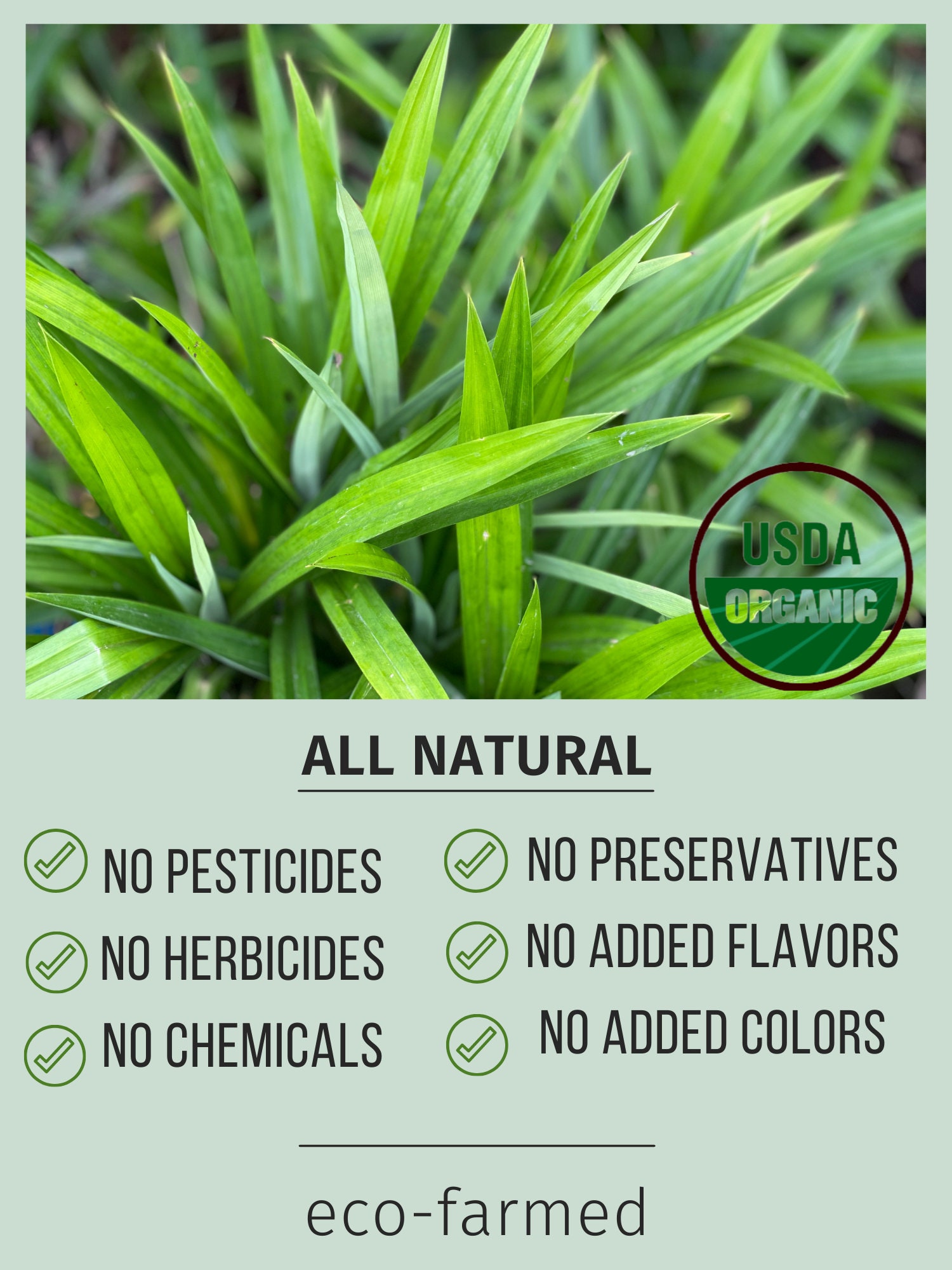 Organic Pandan Leaf Powder Pandanus Natural Thai Herbal Green Etsy