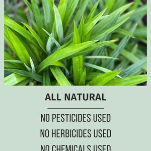 Puede incluir: Primer plano de hojas verdes vibrantes con puntas afiladas. La imagen incluye el texto "ALL NATURAL", "NO PESTICIDES USED", "NO HERBICIDES USED", "NO CHEMICALS USED" y "eco-farmed".