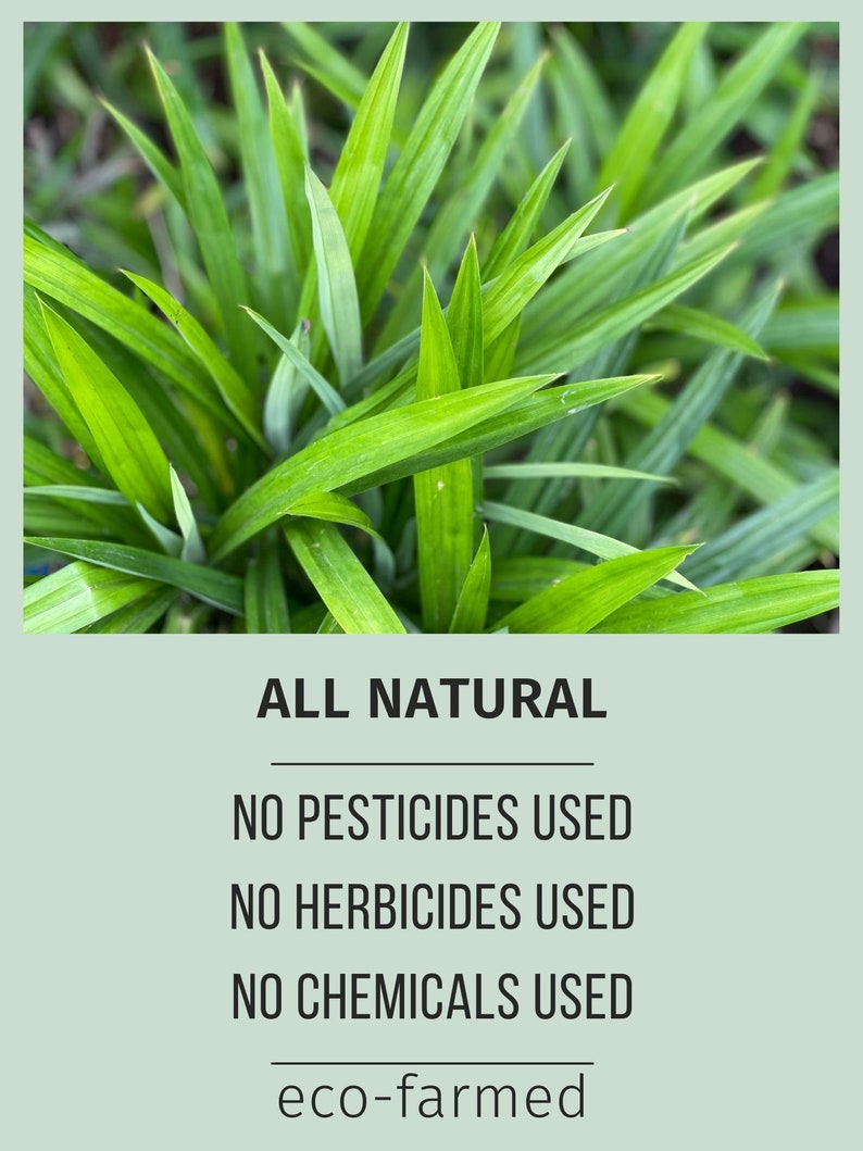 Puede incluir: Primer plano de hojas verdes vibrantes con puntas afiladas. La imagen incluye el texto "ALL NATURAL", "NO PESTICIDES USED", "NO HERBICIDES USED", "NO CHEMICALS USED" y "eco-farmed".