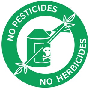 Harina de plátano verde orgánica, superalimento, prebióticos en polvo para batidos, 14 oz. imagen 9