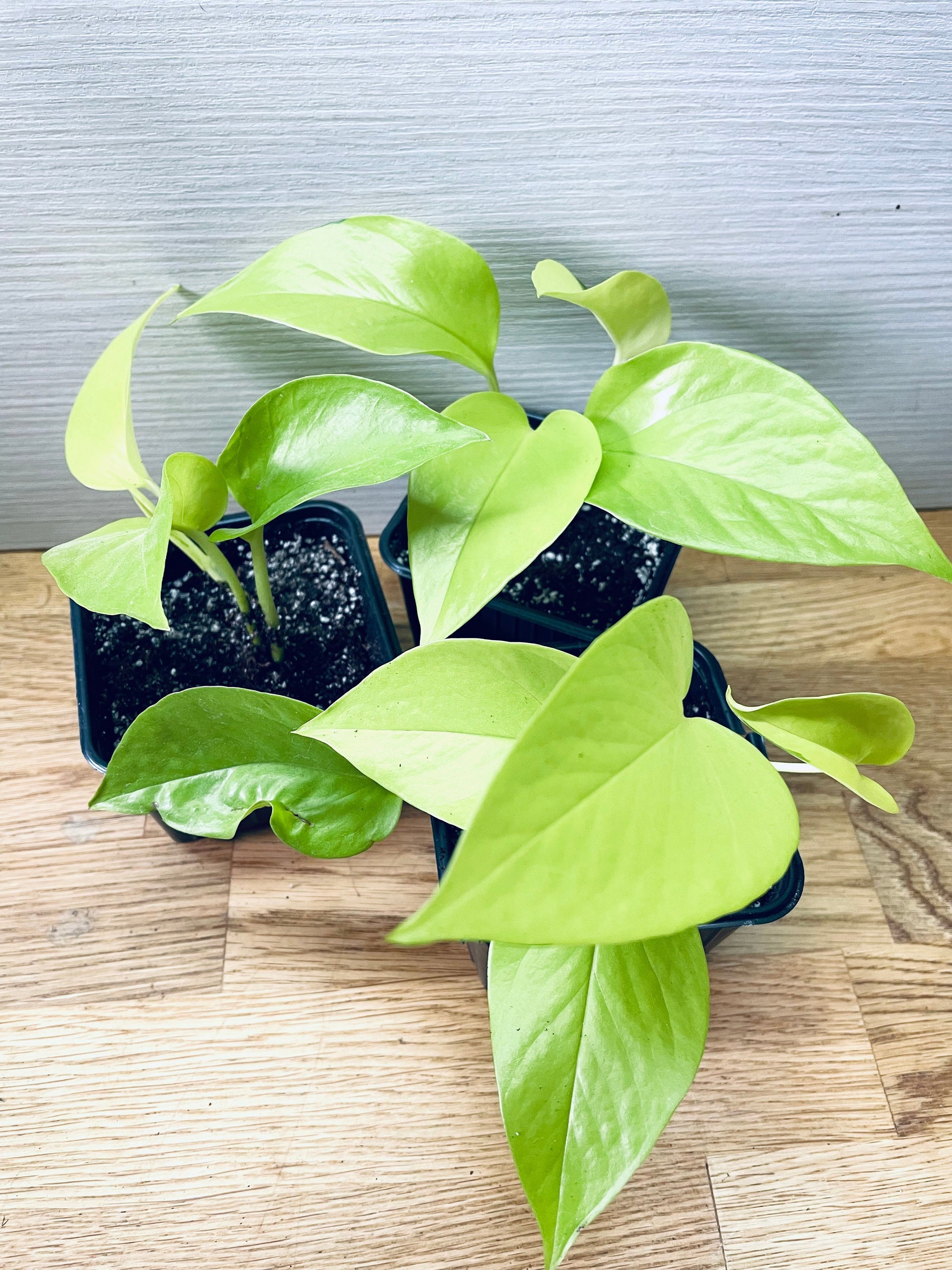 Pothos Néon