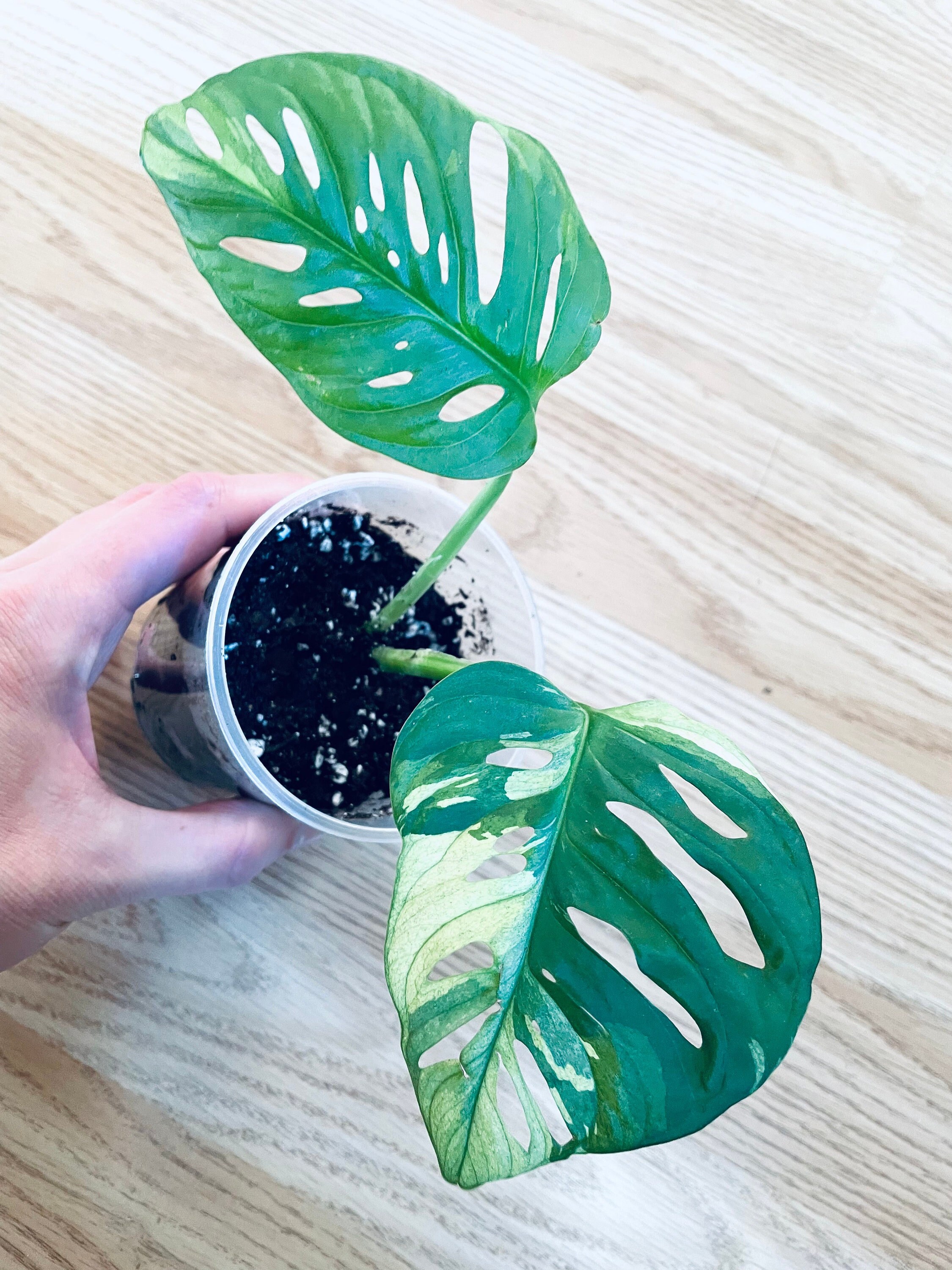 Monstera Adansonii Variegata