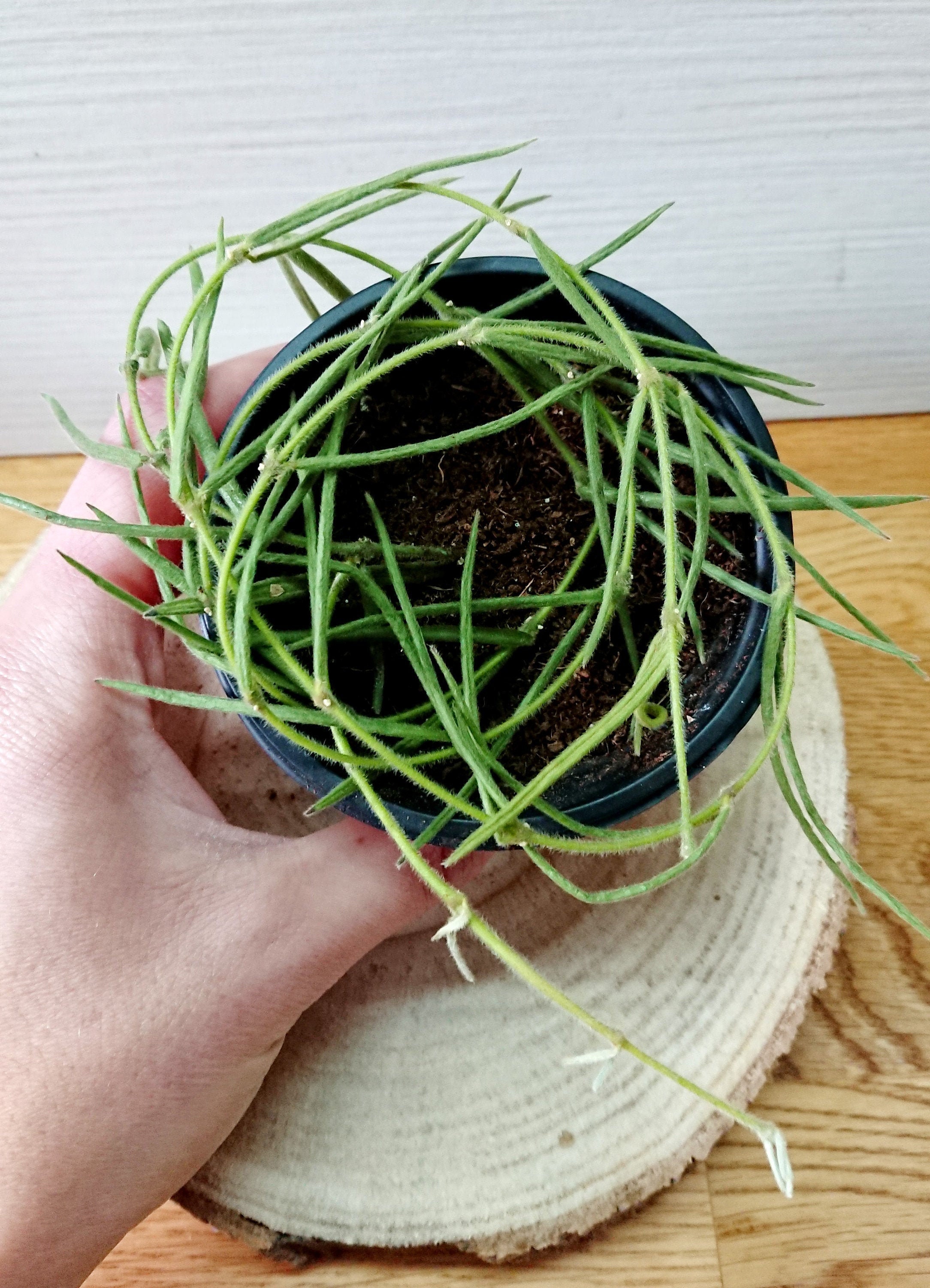 Hoya Linearis