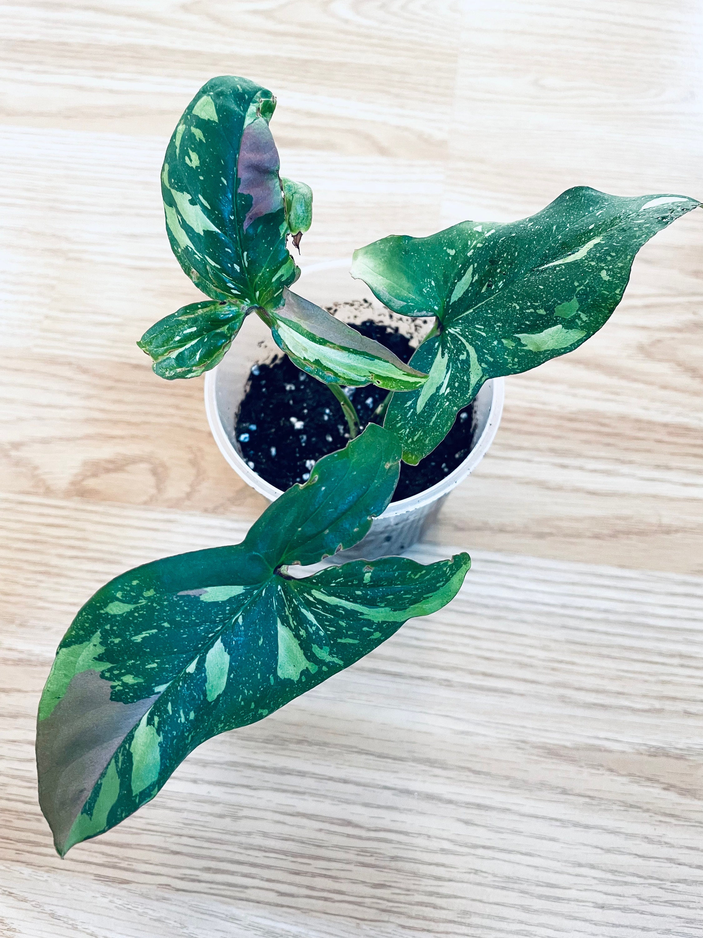 Syngonium Red Spot Tricolor