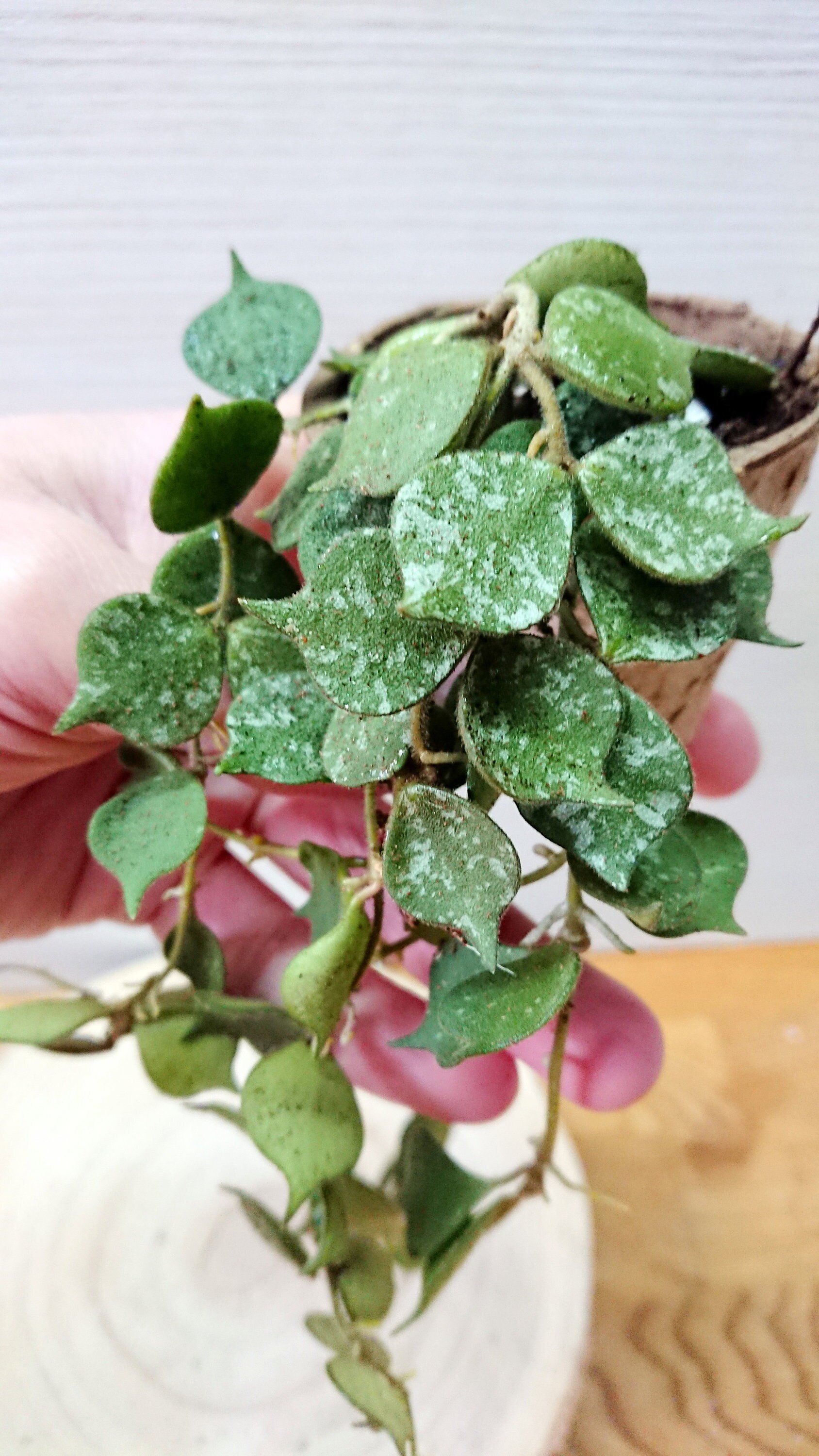 Hoya Curtisii