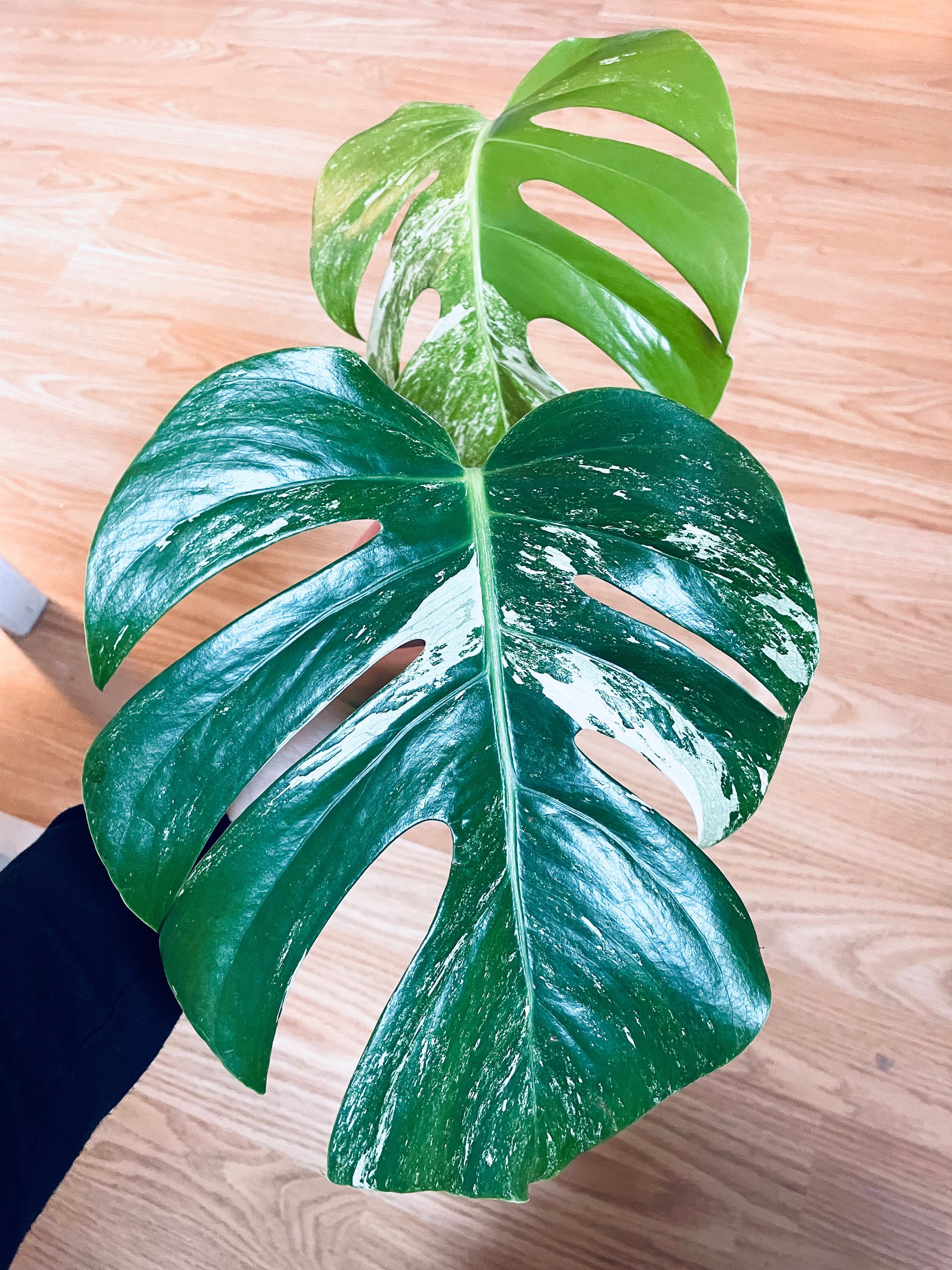 Monstera Variegata