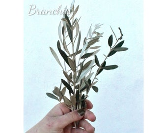Set aus echten natürlichen (frischen oder getrockneten) Olivenzweigen für Dekoration, Kunsthandwerk, Blumensträuße, ect|Natural Springtime Eco-Friendly Bastelbedarf
