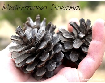 Set di pigne mediterranee naturali/Materiali artigianali naturali per la creazione di ghirlande, bouquet, artigianato natalizio, artigianato in resina ecologico ed ecologico
