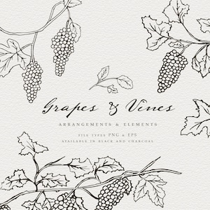 Dessin au trait dessiné main vignes, vignes dessinées à la main, clipart pays viticole, PNG Transparent, dessin au trait mariage