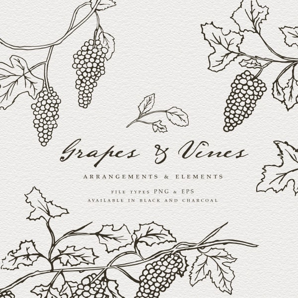 Grape Vines Hand Drawn Line Art, Hand Drawn Grape Vines, Wine Country Clip Art, PNG Transparent, Wedding Line Art