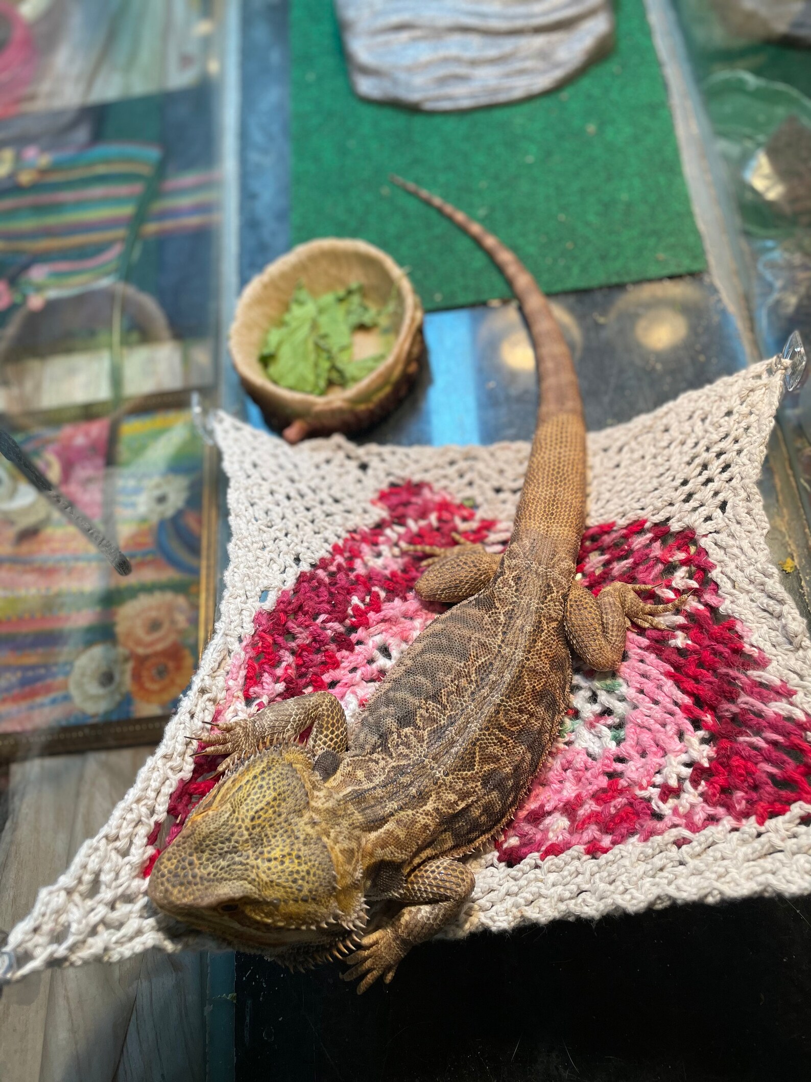 Custom hand knitted hammocks for bearded dragons Etsy