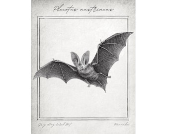 Vintage Bat Print - Long-Eared Bat Wall Art