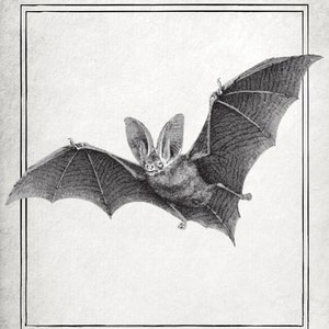 Vintage Bat Print Long-Eared Bat Wall Art image 2