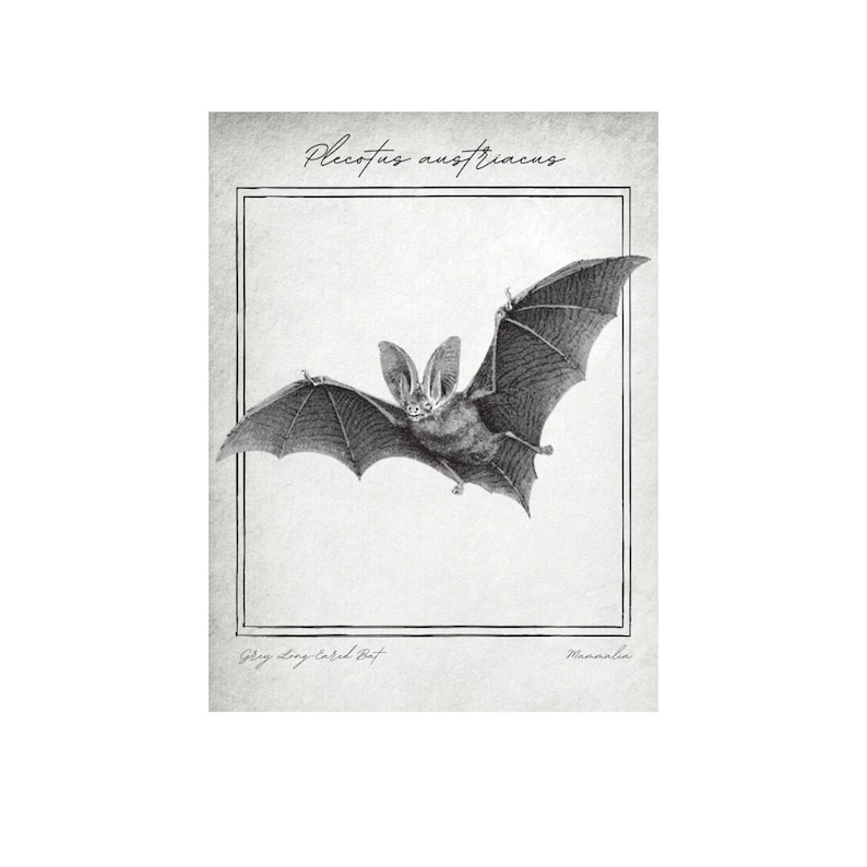 Vintage Bat Print Long-Eared Bat Wall Art image 1