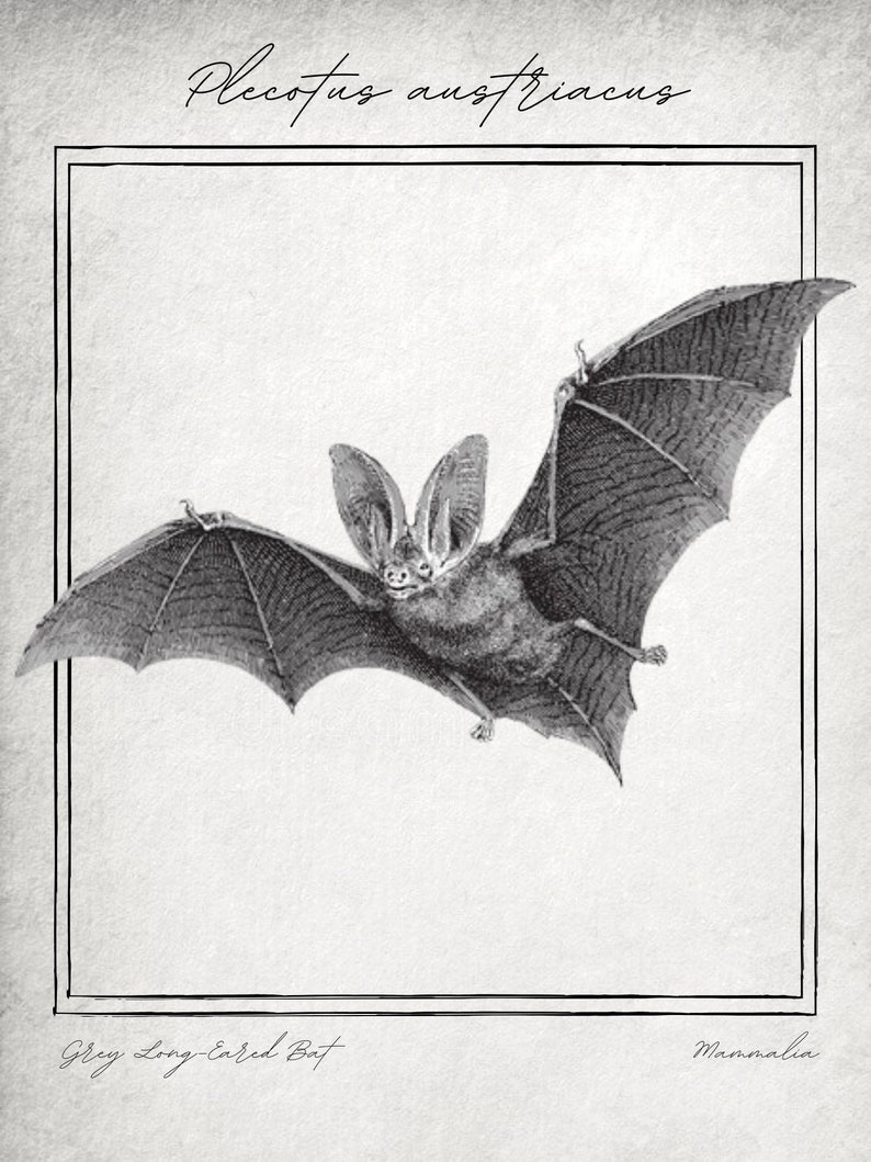 Vintage Bat Print Long-Eared Bat Wall Art image 2