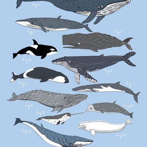 A3 Illustrated Whales print