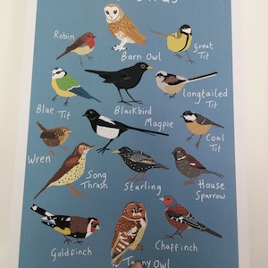 Stampa illustrata di uccelli britannici in formato A3