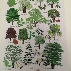 Impression British Trees A3