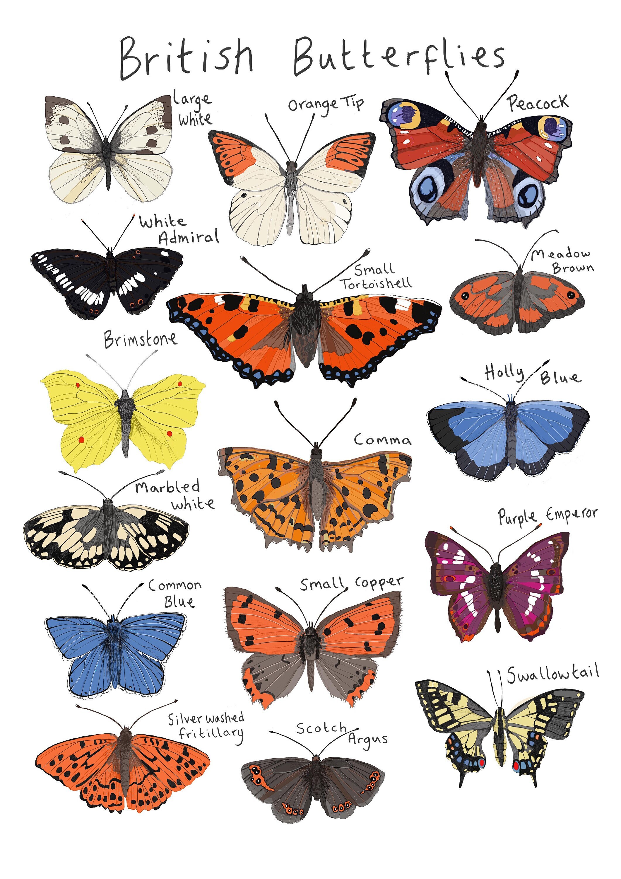 List Of Butterfly Species