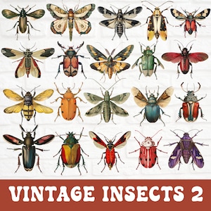 Clipart insecte vintage, lot de cliparts insectes, clipart insecte antique éphémère, illustrations scientifiques, insectes aquarelles, histoire naturelle PNG