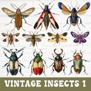 Clipart di insetti vintage, pacchetto di clipart di insetti, clip art di insetti antichi, illustrazioni scientifiche, insetti ad acquerello, effimeri di storia naturale