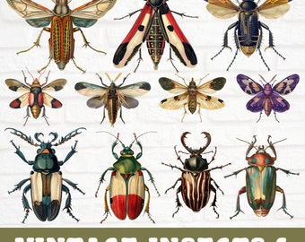 Vintage Bug Clipart, Insect Clipart Bundle, Ephemera Antique Insect ...