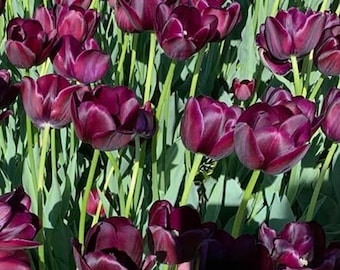 Foto de fondo de pantalla para teléfono: primer plano de tulipanes violetas