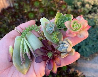 SALE! 50 Succulent Leaves and Babies for Propagating (Assorted, Colorful, Popular Mystery Box of Homegrown California Succulents)