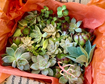 SALE! 100 Bulk Succulent Leaves and Babies for Propagating (Assorted, Colorful, Popular Mystery Box) plus free extras!