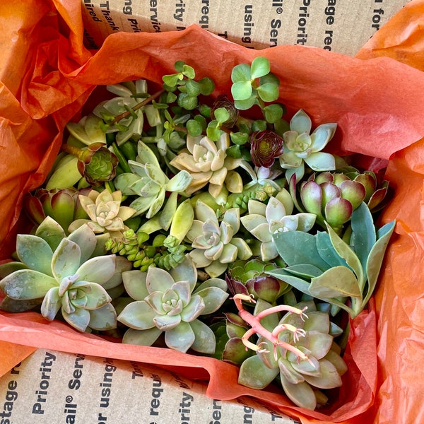 SALE! 100 Bulk Succulent Leaves and Babies for Propagating (Assorted, Colorful, Popular Mystery Box) plus free extras!