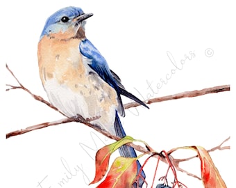 Eastern Bluebird Watercolor Print, Art Print, Wall Art, Bird lover, Birding