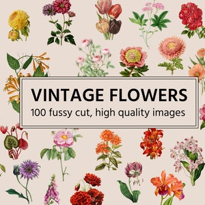 Pingelig geschnittene Vintage-Blumen| 100 botanische Bilder, perfekt für digitale Collagen | Clip Art