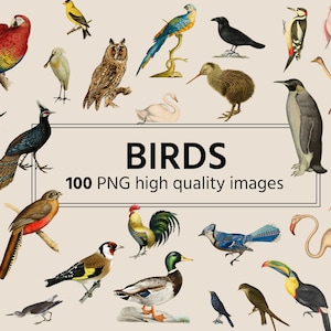 Vogels clipart | Digitale collagemaker | 100 PNG-afbeeldingen met transparante achtergrond | Vogeluitsparingen | Collagekit
