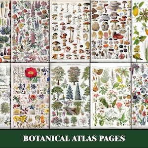 Efímera botánica para diarios basura, páginas de diarios basura florales, diario basura floral imprimible, vegetación, flores, paquete de efímeras, paquete