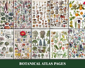 Botanical Ephemera For Junk Journals, Floral Junk Journal Pages, Printable Floral Junk Journal, Greenery, Flowers, Ephemera Bundle, Pack