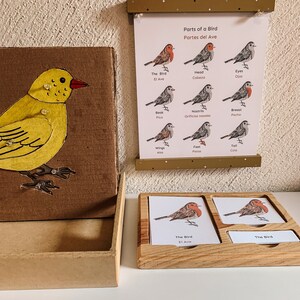 Partes de un pájaro bilingüe, inglés y español, tarjetas de 3 partes, Montessori, educación en casa