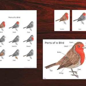 Parts of a bird English, 3 Part Cards, Montessori, Homeschool