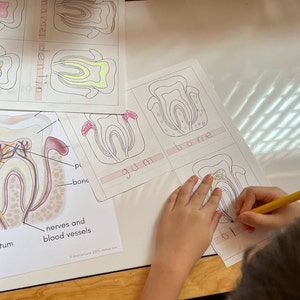 Partes de um dente, Montessori, Educação Domiciliar