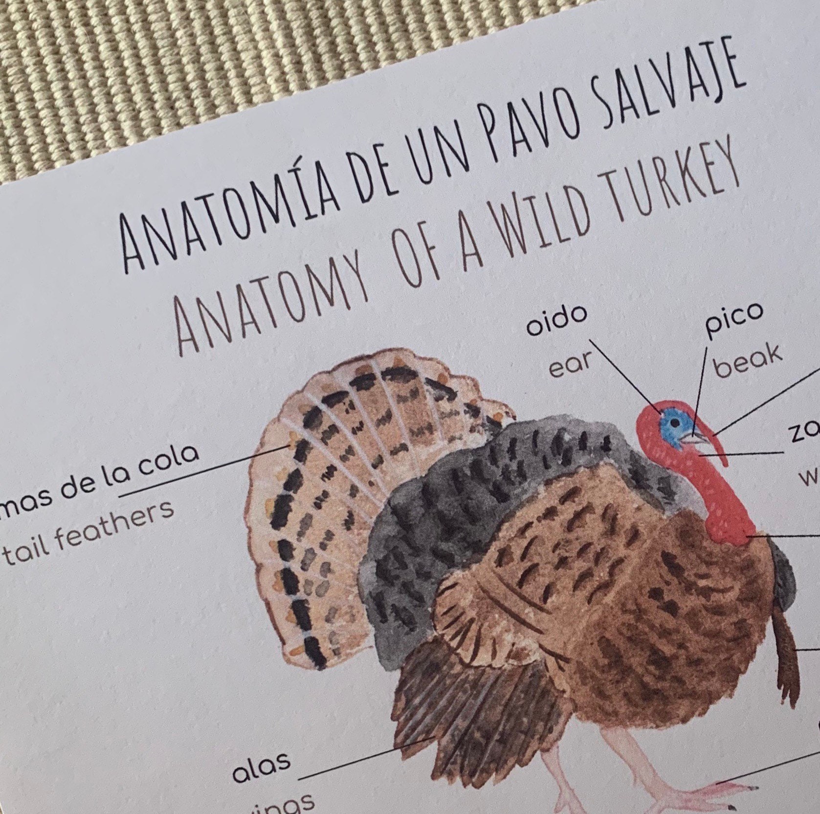 Libro infantil ingles: Donde esta mi pavo. Where is my Turkey