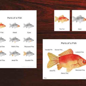 Parts of a Fish English, 3 Part Cards, Montessori, Homeschool