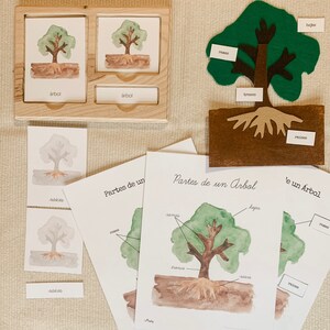Può includere: Set educativo sull'anatomia degli alberi. Include illustrazioni ad acquerello di alberi, una cornice in legno con carte e componenti di alberi in feltro. Il set include etichette in spagnolo, come "árbol" e "raíces", e diagrammi.