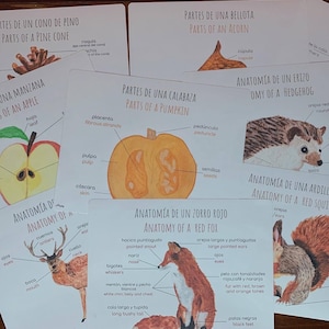Bilingual Autumn bundle, Spanish, English, Montessori, Homeschool, Anatomy,