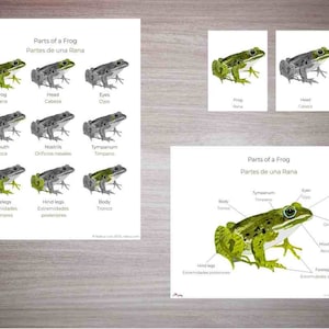 Parts of a Frog Bilingual, English and Spanish, 3 Part Cards, Montessori, Homeschool