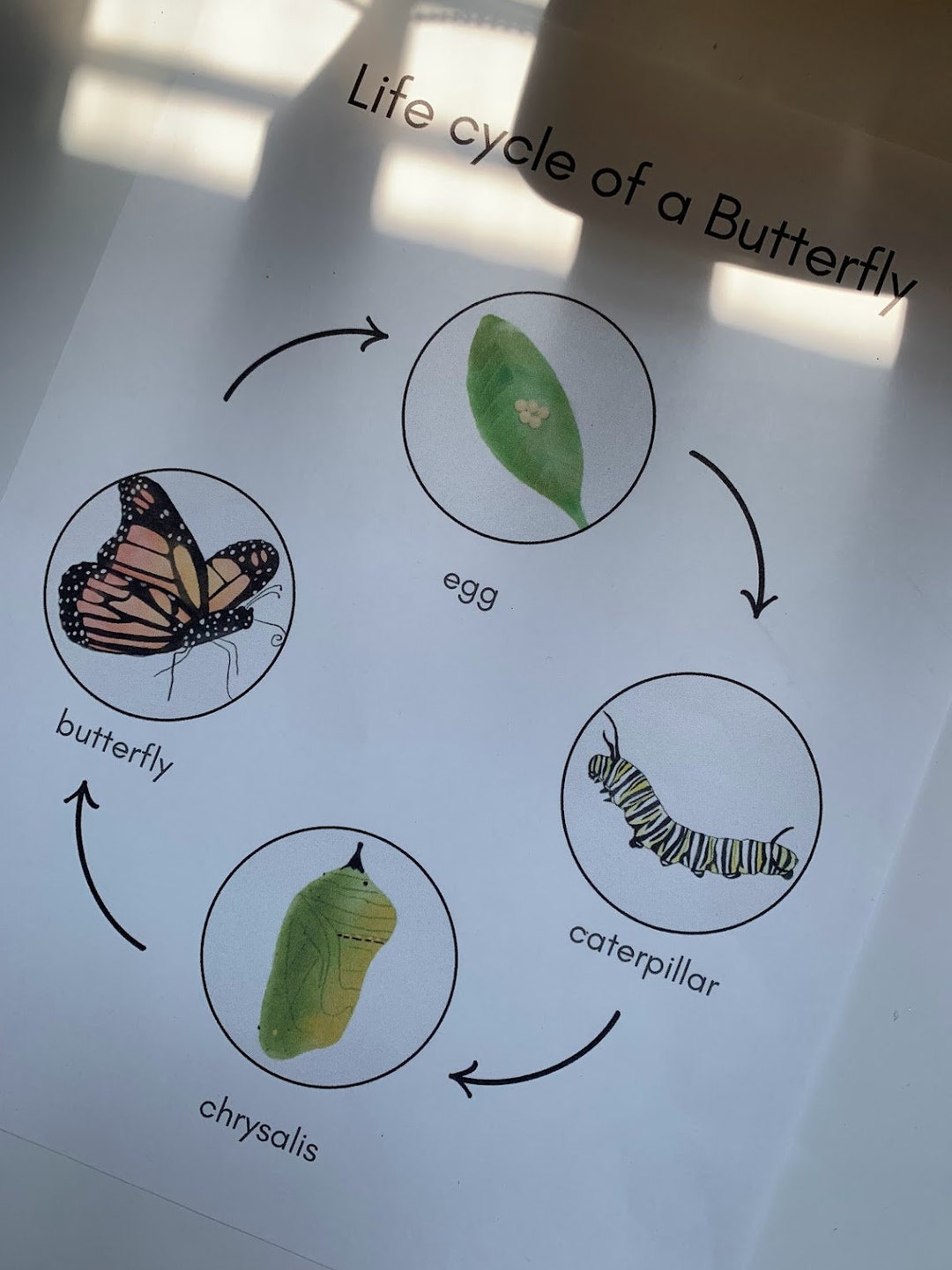 Butterfly Observation Journal 3 Part Cardsmontessori - Etsy