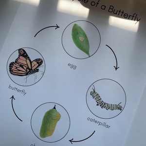 Schmetterling Beobachtungsjournal, 3 Teilige Karten, Montessori