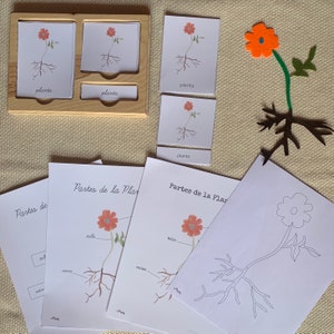 Parties espagnoles d'une plante Cartes en 3 parties, Montessori, Homeschool, botanique, planta