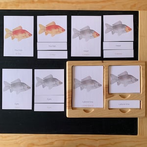 Partes de un Pez Bilingüe, Inglés y Español, Tarjetas de 3 Partes, Montessori, Educación en Casa